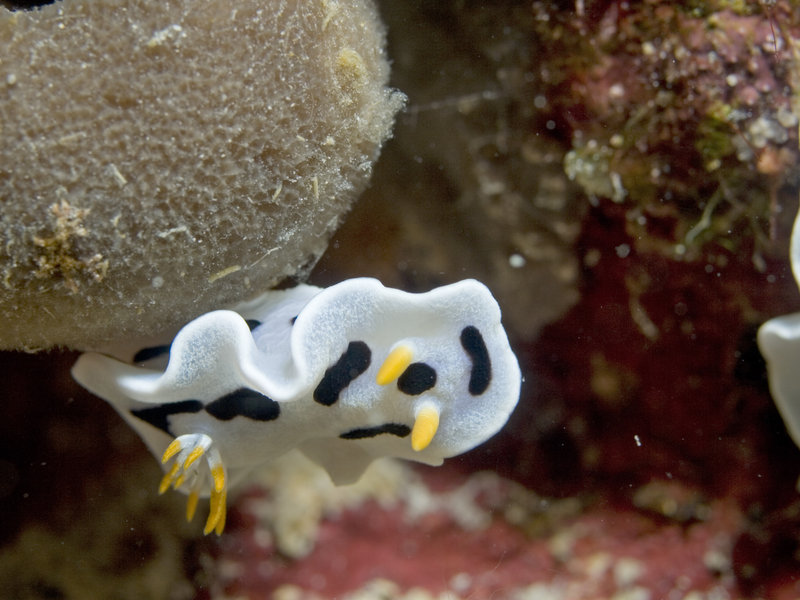 Nudibranch, Sibuan